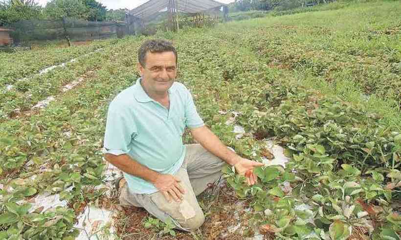 Jogos da Moranguinho - Colhendo Morangos (Harvesting Strawberries