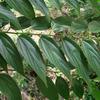 Pesquisa da UFRJ identifica canabidiol em planta nativa brasileira