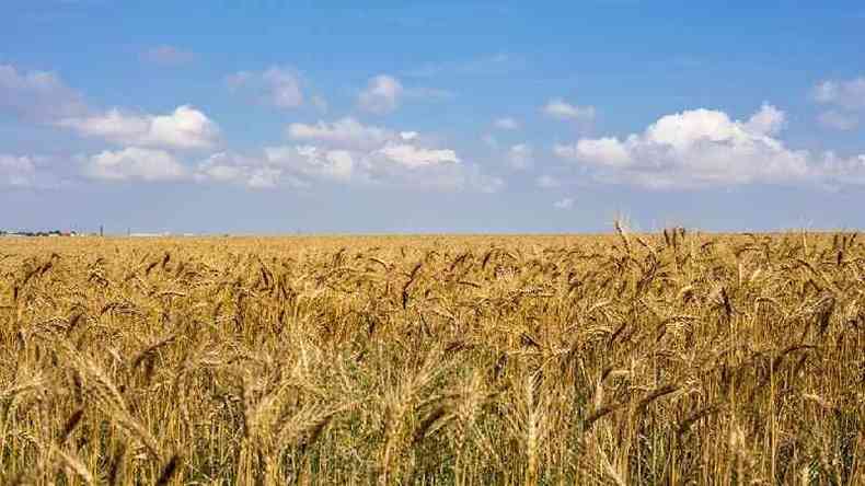 Cultivo de trigo