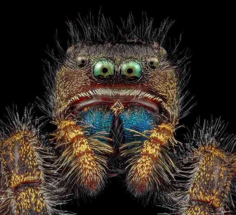 Foto microscpica de uma aranha-saltadora