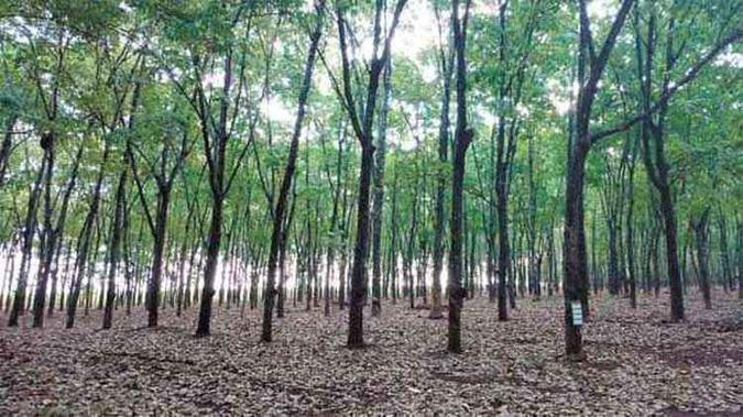 Lavoura de seringueiras formada: em Minas maior produção fica no Triângulo(foto: Senar/Divulgação) Lavoura de seringueiras formada: em Minas maior produção fica no Triângulo(foto: Senar/Divulgação)