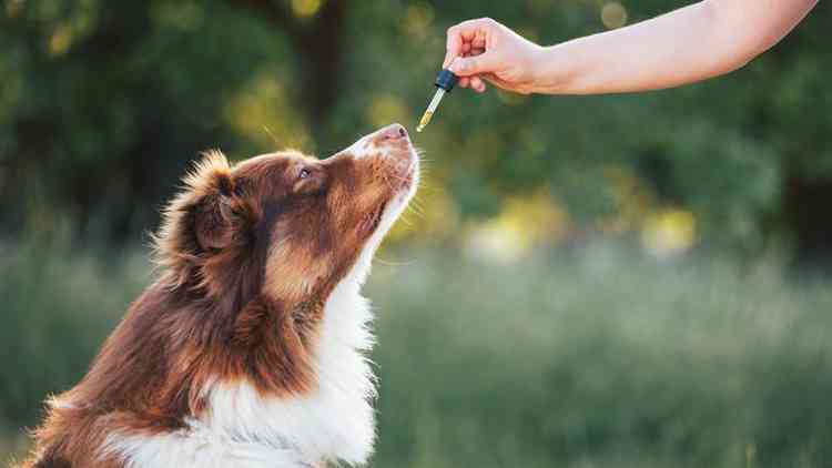 Cachorro recebendo remdio homeoptico