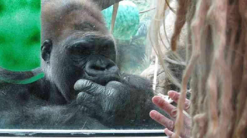 Ao ver os gorilas pela primeira vez, Prince-Hughes conta que teve uma epifania(foto: Jo Fidgen)