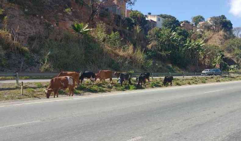 Na ltima semana de julho, trs acidentes envolvendo animais na pista foram registrados pela Polcia Militar (foto: Brasil Sem Trao Animal/Divulgao )