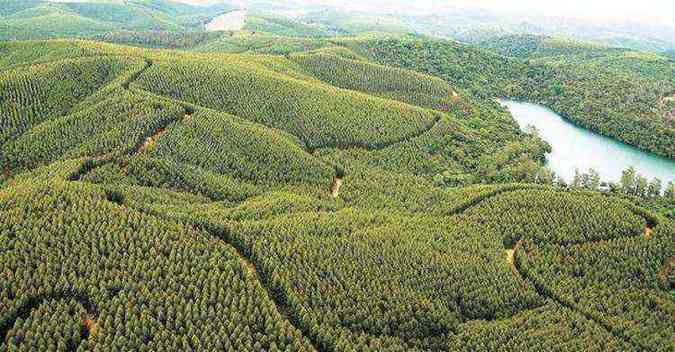 Autossuficiente em madeira, Cenibra mantm250 mil hectares de florestas, dos quais 130 mil de eucaliptos tratados com investimento constante em manejo(foto: Joo Rabelo/Divulgao)