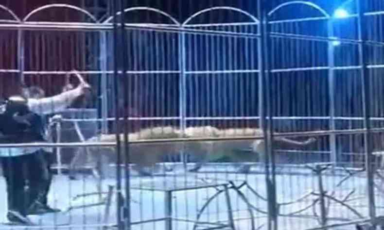 Momento em ue lees escapam de jaula em circo na China 