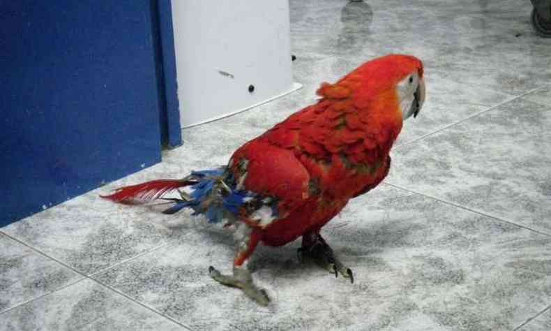 Uma das formas que o animal encontra para amenizar a solido ou o tdio  arrancar as prprias penas, como fez esta ave(foto: Reproduo da internet)