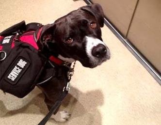 Major foi treinado para socorrer o dono em caso de ataques convulsivos(foto: Reprodu��o Internet / www.facebook.com/terrance.mcglade)