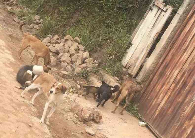 Seis cachorros abandonados circulam nas ruas de Ouro Preto