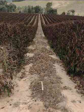 Fazenda de caf no Sul de Minas devastada pela falta de chuvas e geadas. Quebra de safras pesaram na economia