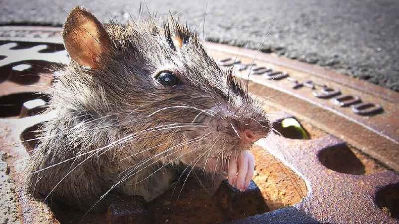 Rato saindo de bueiro