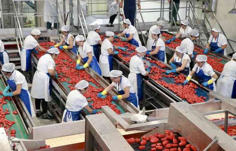 Seleo de tomates para conservao em fbrica na Itlia