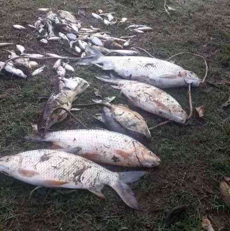 Em Juatuba, esto morrendo cgados e peixes das espcies: cascudo, labari, curimat e mandi