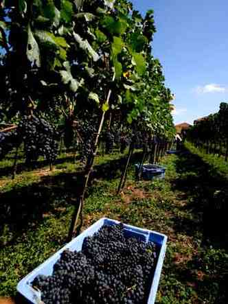 Pequenas vincolas como a Cainelli at as grandes marcas como Peterlongo e Miolo participam do festival de colheita das uvas (foto: Vincola Miolo/Divulgao)