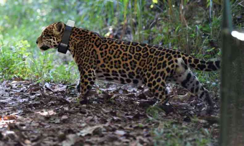 Animal est sendo monitorado por meio de um colar