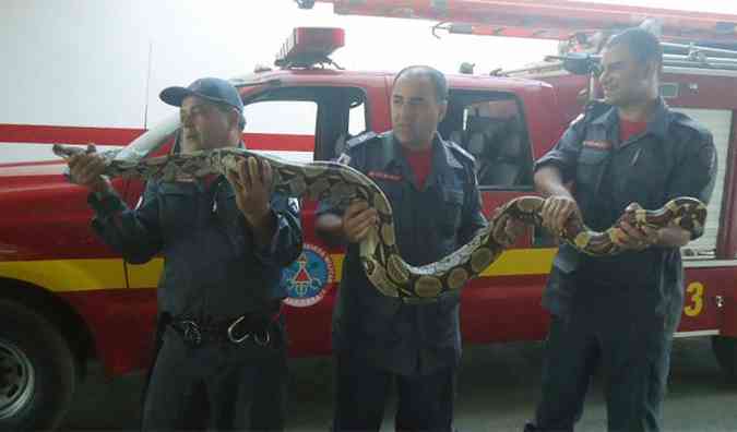 Bombeiros apreenderam uma cobra s margens da BR-259 em Governador Valadares(foto: Corpo de Bombeiros/Divulgao)