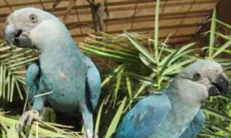 A ararinha-azul pertence  caatinga e entrou em extino em outubro de 2000(foto: ICMBio/Direitos Reservados)