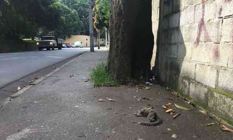 Em janeiro, um primata foi encontrado morto na Rua Paulo Piedade Campos, no Bairro Buritis (foto: Meu Bairro Buritis/Reproduo)