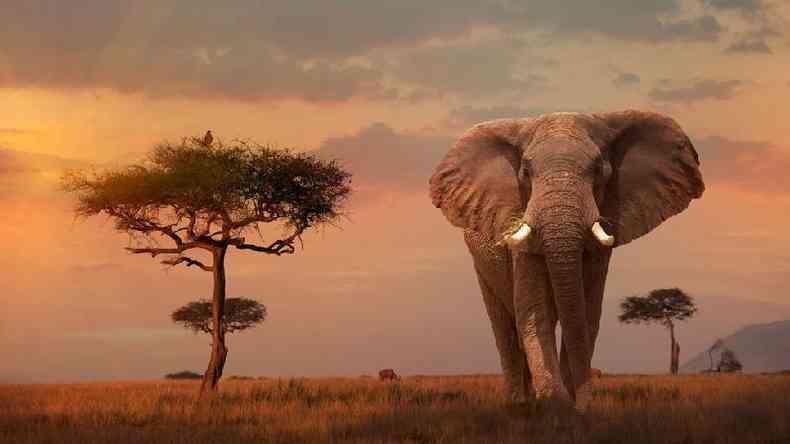 Elefante africano macho grande no Quênia