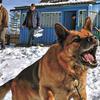 Sob controle: como lidar com a agressividade dos pets