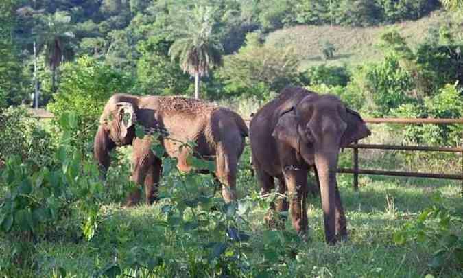 Maia e Guida no Santurio de Elefantes em MT(foto: Santurio de Elefantes Brasil/Divulgao )