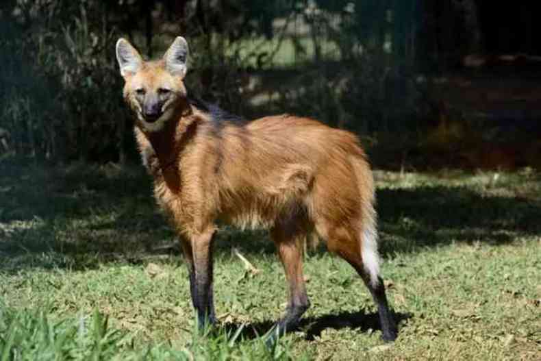 O lobo-guar foi um dos animais em extino mais votados pelos brasileiros para estampar as notas de real