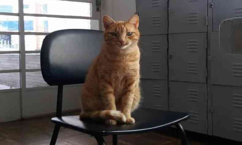 Imagem do gato em uma cadeira na biblioteca