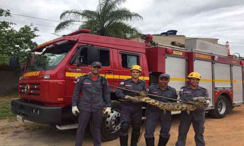 O animal foi levado para a Polcia de Meio Ambiente, que retirou o anzol (foto: Divulgao/Bombeiros)