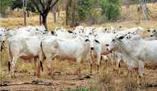 Brasil minimiza casos de vaca louca, mas exportao para China  suspensa