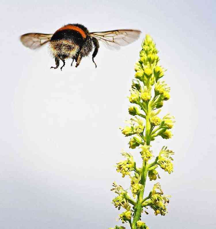 Abelha voando perto de flor
