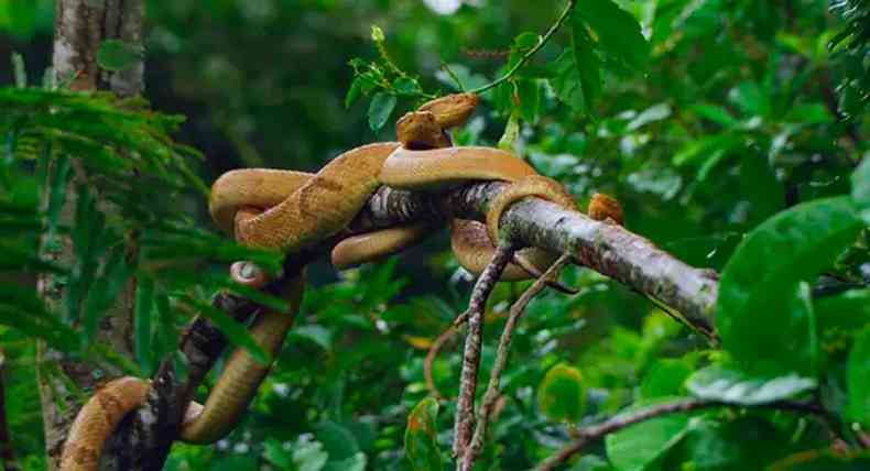 Ilha das Cobras abriga mais de 2 mil jararacas-ilhoa(foto: Reprodução/Internet)