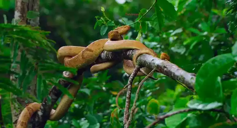 Como anda a população de cobras no Brasil?