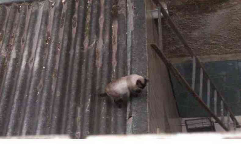 gato no consegue saltar de telhado e proprietrio de imvel no permite o resgate(foto: Whatsapp/Divulgao)