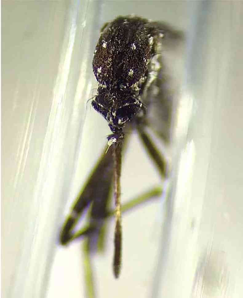 Aedes vittatus encontrado em Cuba; ele  vetor para doenas como febre amarela, zika e chikungunya(foto: Ben Pagac)