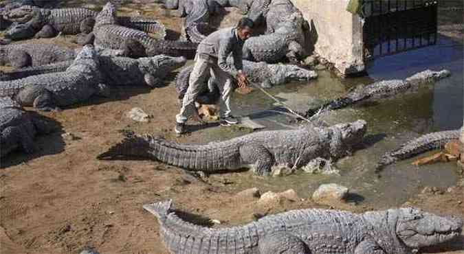 Os crocodilos da fazenda chegavam a ter mais de 5 metros de comprimento(foto: REUTERS/Athar Hussain)