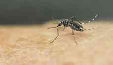 Dengue: presença do vírus faz mosquito picar mais as vítimas, diz estudo