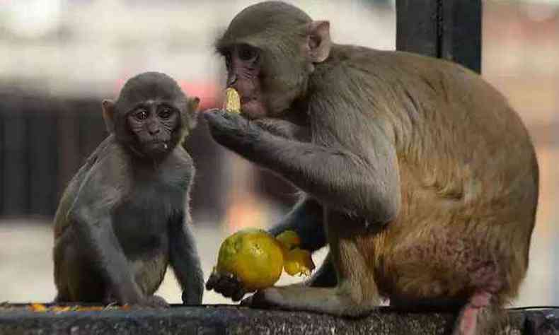 Aps 28 dias da primeira infeco, estudo voltou a expr macacos ao vrus.(foto: AFP / Sajjad HUSSAIN)