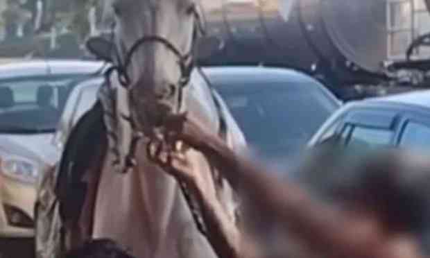 VÍDEO: homem é flagrado dando cerveja a cavalo no interior de MG, Centro-Oeste