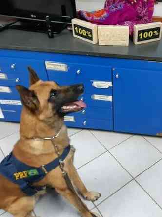 Animal apontou para agentes mochila suspeita, onde foi localizada a droga(foto: PRF/Divulgao)