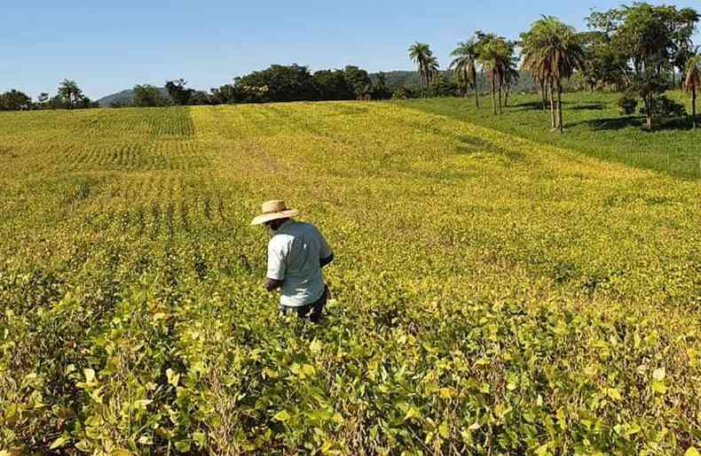 Produo de soja brasileira depende do mercado internacional e principalmente das vendas para a China
