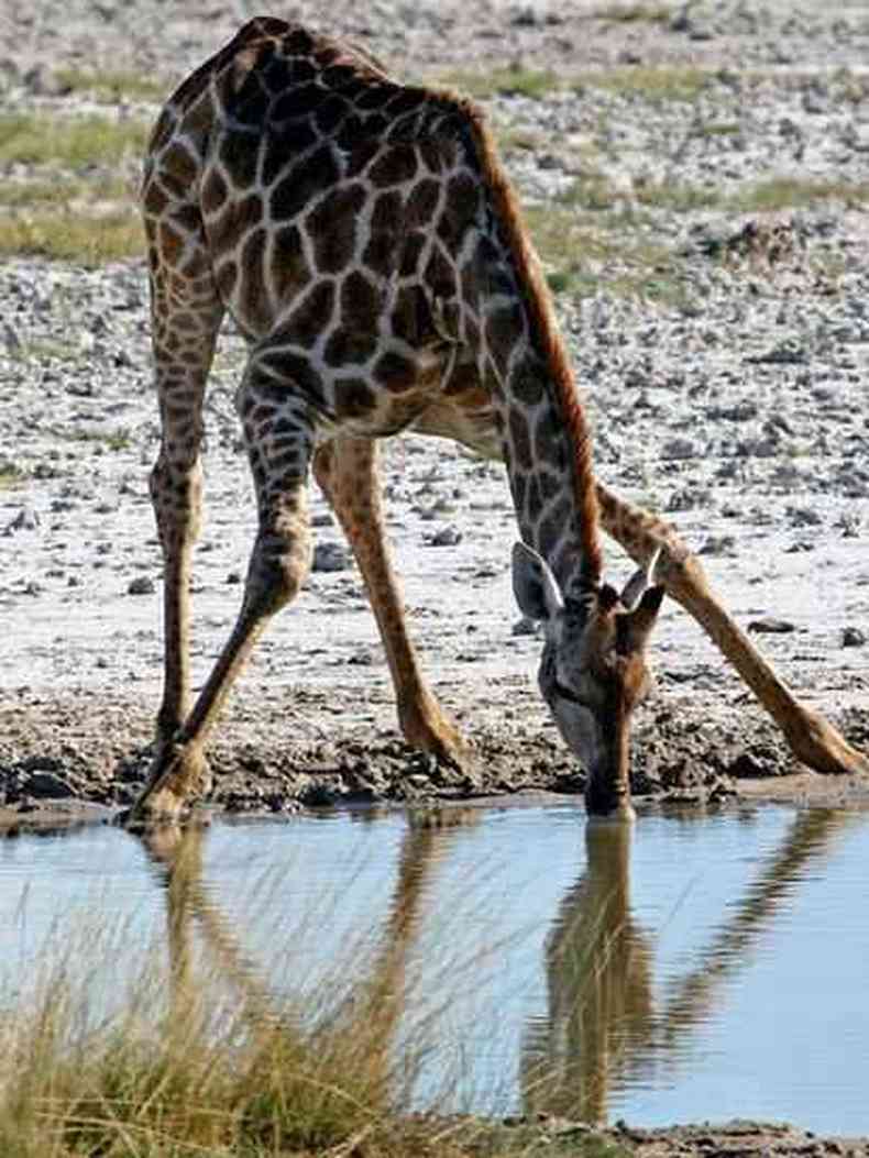 Pernas esguias da girafa revelam que elas no sofrem inchao comum em humanos com presso alta(foto: Getty Images)