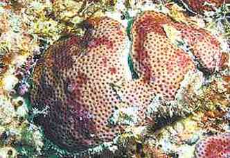 Corais contaminados pela praga branca: presso sobre o frgil ecossistema(foto: RONALDO BASTOS/DIVULGAO)