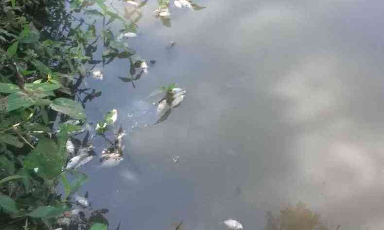 Peixes mortos no Rio Araua (foto: Reproduo Gazeta de Araua)