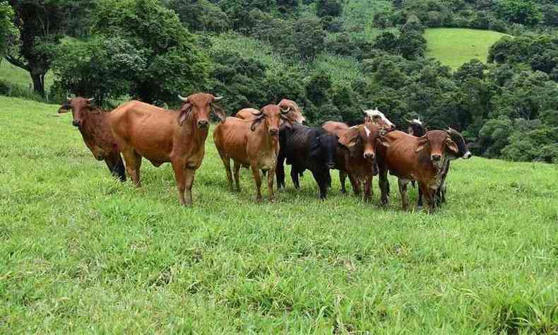 Ministrio da Agricultura investiga caso da suspeita de 'vaca louca' em propriedade de Minas