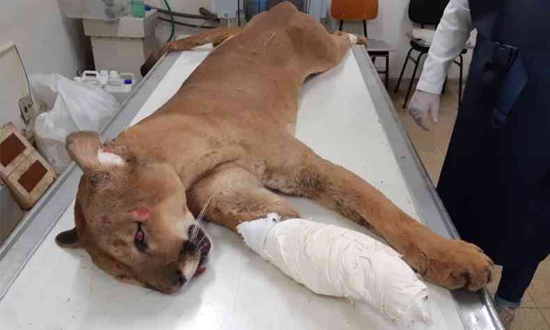 A onça passou por cirurgia no Hospital Veterinário de Uberaba(foto: Polícia Militar do Meio Ambiente de Uberaba/Divulgação)