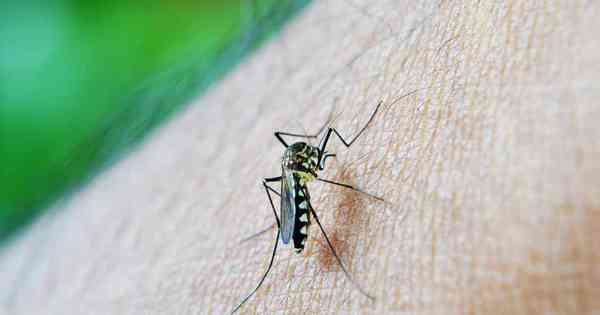 Dengue: Zahl der Todesopfer in Minas steigt 2022 um 983 % – Gerais