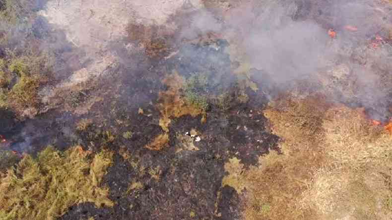 rea do Pantanal alvo de queimadas, neste ms de setembro, com vaca presa em meio  devastao; estudo aponta que 4,65 bilhes de animais podem ter sido afetados por queimadas e secas iniciadas no ano passado