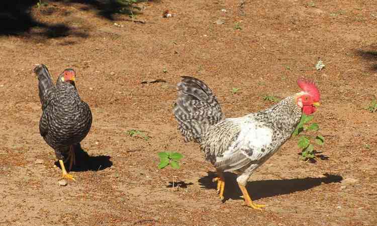 Duas galinhas ciscam soltas em um terreiro