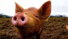 Tcnica 'ressuscita' rgos de porcos e pode revolucionar transplantes