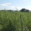 Cannabis medicinal: conheça histórias de quem luta para ter o remédio